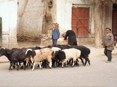 12 Kashgar Old City Street Scene 1993 Shepherd And His Sheep
